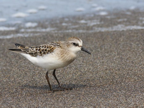 この日はトウネンがよく出てくれました。いつ見ても可愛いですね。