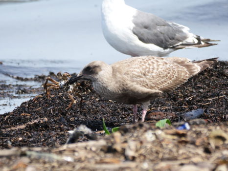 オオセグロカモメの若鳥（今年生まれでしょうか）が流れ着いた蟹を咥えていました。