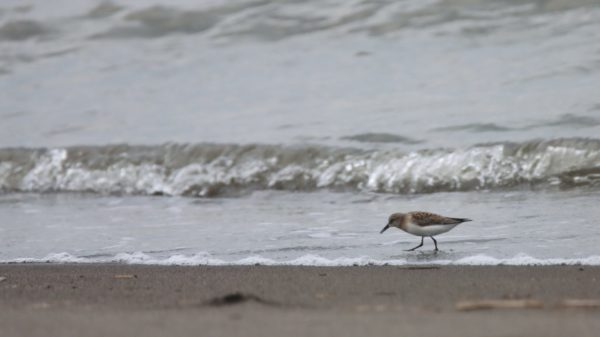  トウネン 撮影場所：石狩浜 撮影日時：R070901　12:30ごろ