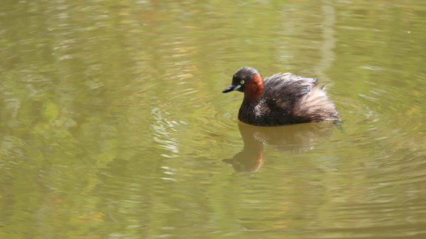 カイツブリ 撮影場所：西岡公園 撮影日時：R070903　11:45ごろ
