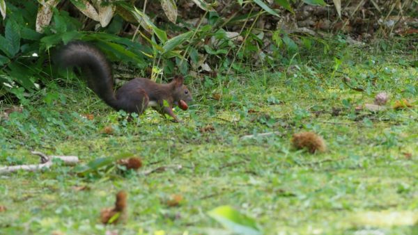  エゾリス 撮影場所：西岡公園 撮影日時：R070923　11:30ごろ