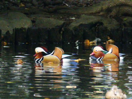  未だ換羽途中の雄もいますが、この個体はすっかり繁殖羽になっています。