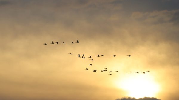  コハクチョウ 撮影場所：宮島沼 撮影日時：R071006　16：50ごろ
