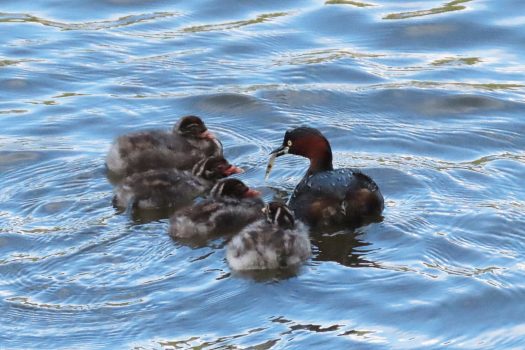  カイツブリの親子　給餌でしょうか・・