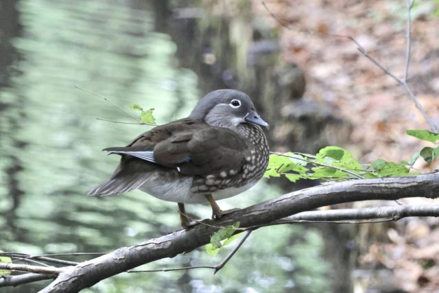 丸い羽模様が雌の証と教えてもらいました！探鳥会にて 