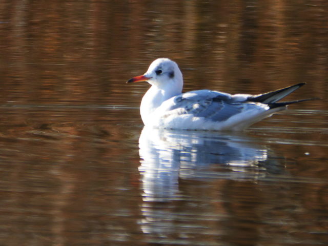 人に慣れているのか見ていると、どんどん近づいてきました。