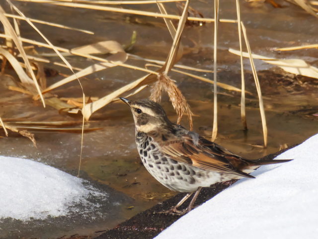 雪が積もった中を食べ物を探して飛びまわっていました。