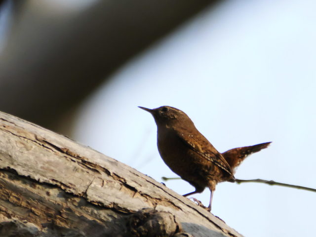  この日はいろいろなところで鳴いていましたが、何度目かに漸く捉えることができました。