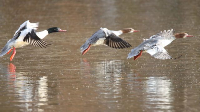 カワアイサ 撮影場所：西岡公園 撮影日時：R071105　12:00ごろ