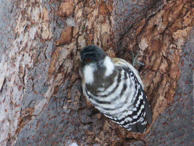 久し振りにコゲラの赤色斑を見ることができました。ラッキーです。