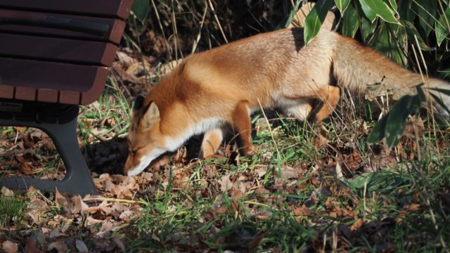  キタキツネ 撮影場所：豊平区 撮影日時：R071201　13:00ごろ