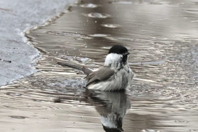 水たまりでのお風呂！ 
