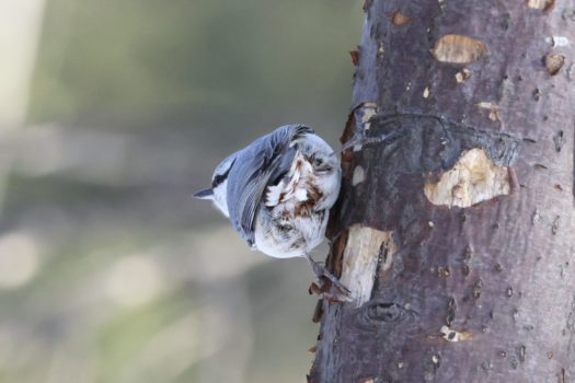 バックショット！ 