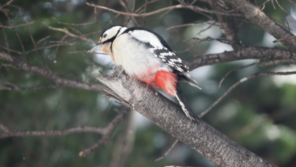  アカゲラ 撮影場所：月寒公園 撮影日時：R080105　11:00ごろ
