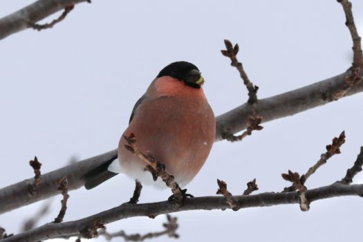 あ、あかい！低い木にとまっていました！ 