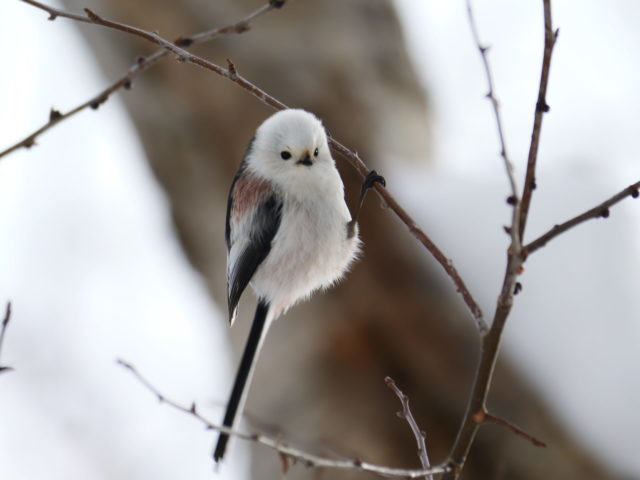  10羽程の群れが同じ木で盛んに食事をしていました。おかげで我々は確り観察することができました。