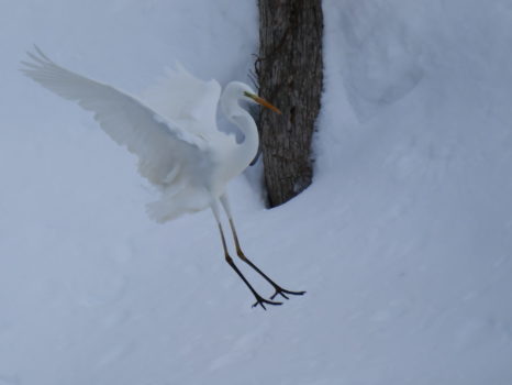 真っ白なダイサギが優雅に飛んで来て白い池に舞い降りました。