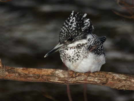 この日もヤマセミをしっかり観察出来ました。